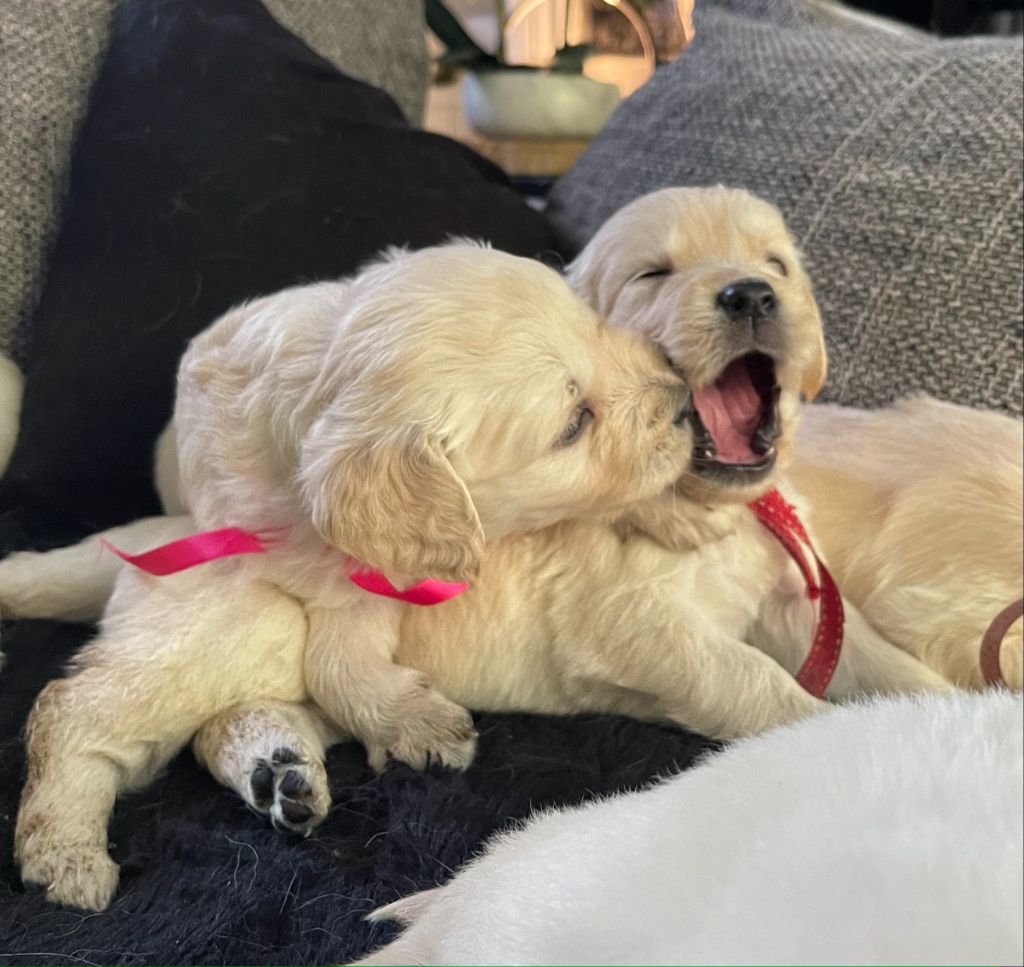 Chiot Golden Retriever de la Petite Baronnie